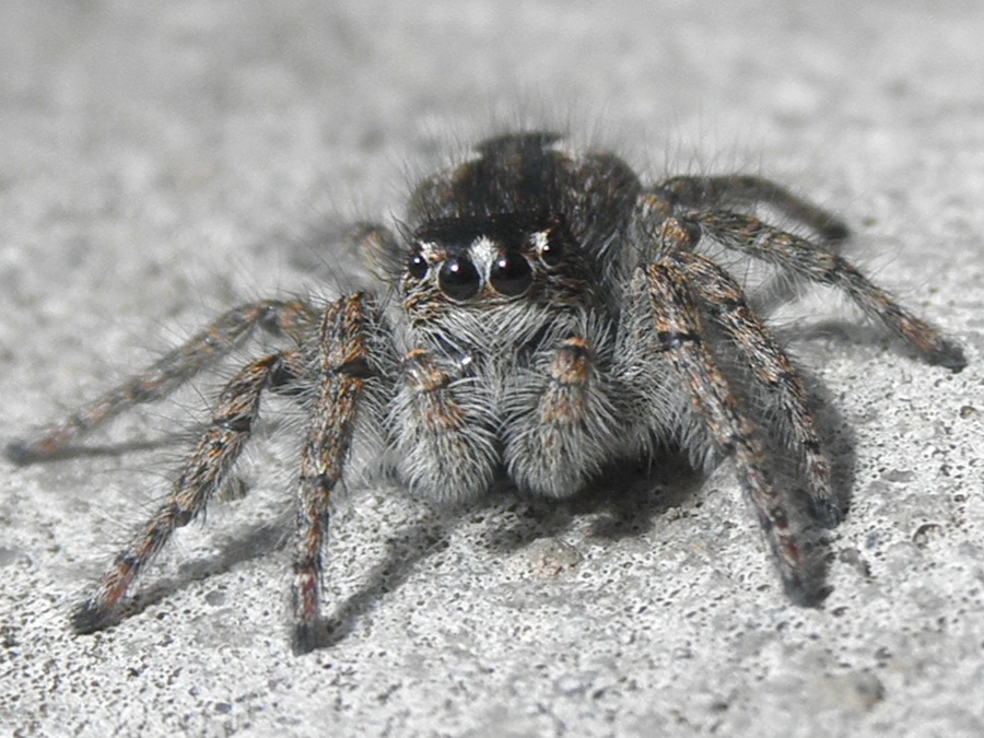 Salticidae: femmina di Philaeus chrysops dalla Grecia